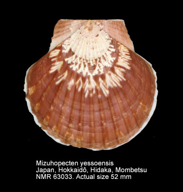 Mizuhopecten yessoensis.jpg - Mizuhopecten yessoensis(Jay,1857)